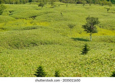 Trees standing in the meadow