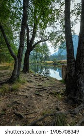 Trees Standing At Merced River Flowing Through Yosemite National Park. Vertical Image. 