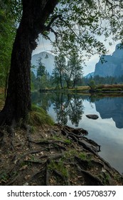 Trees Standing At Merced River Flowing Through Yosemite National Park. Vertical Image. 