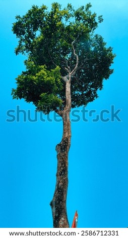 The tree's statuesque presence is enhanced by its lush, verdant leaves, which thrive against the brilliant blue sky and warm sunlight
