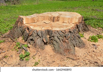 Trees stump with green grass in the forest
