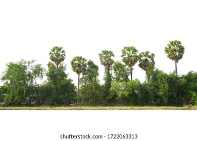 Trees, sugar palm trees line isolated on  white background