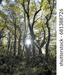 Trees & sun