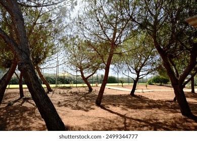Trees in the sun background 