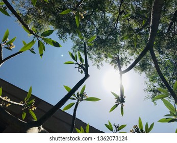trees and sun light