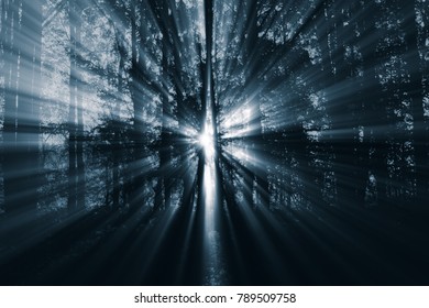 trees and sun rays