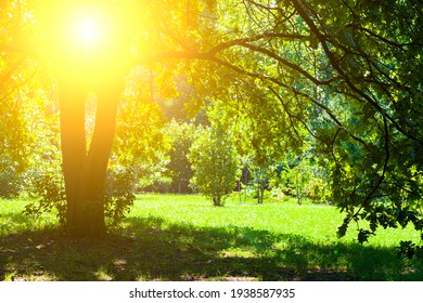 Trees in sunlight . Beautiful summer landscape. Park on a sunny day.