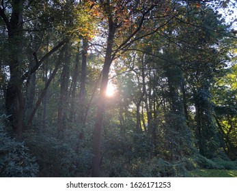 trees with sunlight shining through 