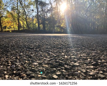 trees with sunlight shining through 