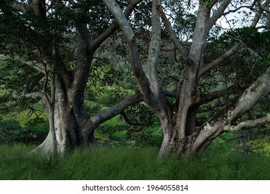 Trees At Sunrise, South East Queensland