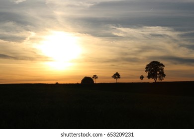 trees in sunset