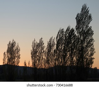 Trees at sunset