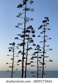 Trees with sunset behind them 