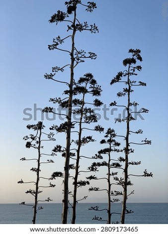 Trees with sunset behind them 