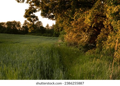 trees at sunset in the field