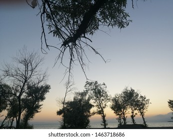 Trees and sunset on the beach