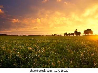 Trees And Sunset On Field