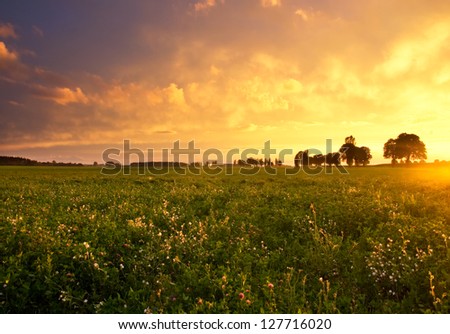 Trees and sunset on field