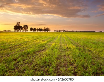 Trees and sunset on grass field - Shutterstock ID 142600780