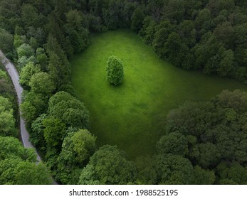 Trees Surrounding One of Them Alone on Meadow. Aerial Photo of Lonely Tree on Green Grass Background.