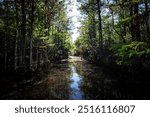 Trees and swamps of the Florida Everglades