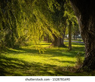 Trees Swaying In Gentle Wind And Sunlight