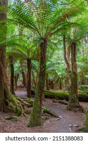 Trees At Tarkine Forest In Tasmania, Australia