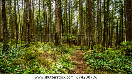 Trees in the temperate rain forest of Rolley Lake Provincial Park near the town of Mission in British Columbia, Canada