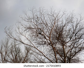 Trees That Are Dry Due To Lack Of Water With Cloudy Background That Wiill Water It To Come Back Of Life