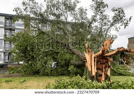 trees that have been uprooted by  storm Poly with various damage as a result
