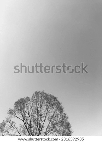 Similar – Image, Stock Photo timber line Nature Plant