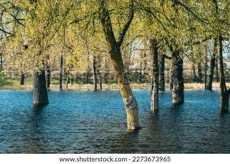 Trees That Standing In Water During Spring Flood Floodwaters. Ripples On Water. Water Deluge During A Spring Flood. Inundation River. Flood Natural Disaster.