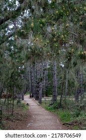 Trees In Thick Dark Forest