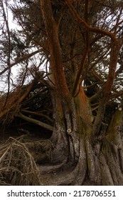 Trees In Thick Dark Forest