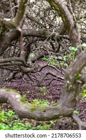 Trees In Thick Dark Forest