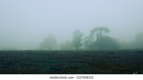 trees through the mist