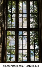 Trees through a Window