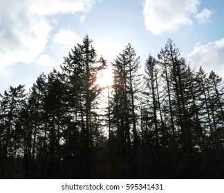 Trees Towering Over