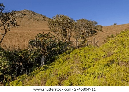 Trees and tree ferns growing at the source of a small river in the montane grasslands of Malolotja Nature reserve in Eswatini