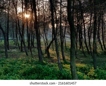 trees in a tropical forest at morning sunrise