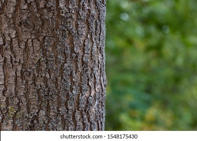Trees trunk close - up on the background of autumn forest. Bark tree texture