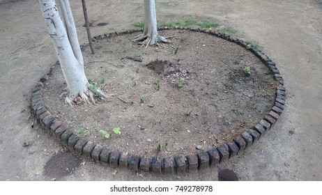 trees trunks in field surrounded by circle of rocks