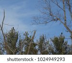 trees with two crows and blue sky with wispy clouds