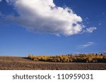 Trees under cloudy sky