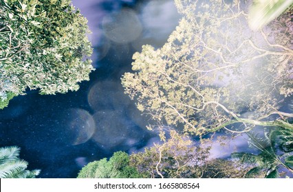 Trees under the milky way.