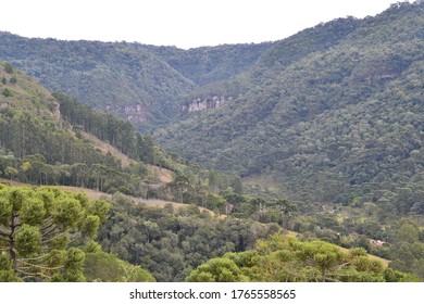 trees in the valley mountain fields
