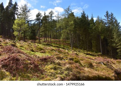Trees In valley with Sun Shining Through