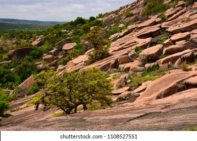 Trees And Vegetation Growing In Granite Rock At The Enchanted Rock State Park Near Fredericksburg Texas USA