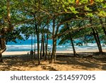 Trees and vegetation on the seafront at Bonete beach in Ilhabela, Sao Paulo