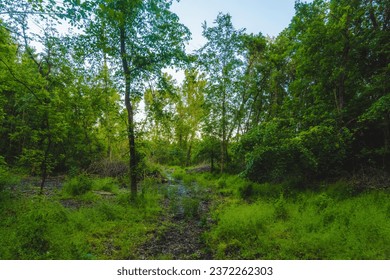Trees in the Verdant Forest